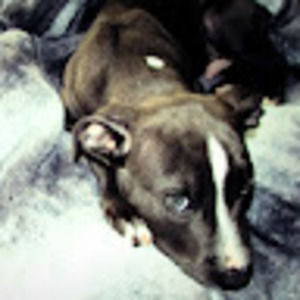 Meet your Posher, Paige